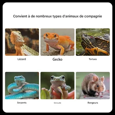 ZooVenture Kit Alimentation Reptiles Pince Transparent Pour Petits Animaux