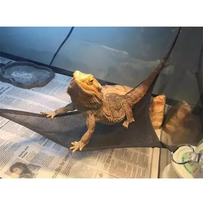 IntiMeg Hamac pour lézard et reptiles