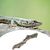 IntiMeg Branche d'escalade pour reptiles