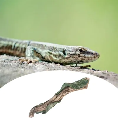 IntiMeg Branche - Branche d'escalade en résine pour reptiles