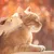 ZenPets Peigne de toilettage pour animaux ZenPets Peigne de toilettage pour animaux