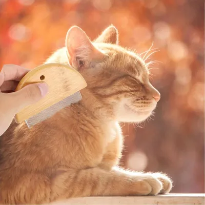 ZenPets Peigne de toilettage pour animaux ZenPets Peigne de toilettage pour animaux