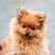 ZenPets Peigne de toilettage pour animaux