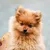 ZenPets Peigne de toilettage pour animaux ZenPets Peigne de toilettage pour animaux