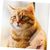 ZenPets Peigne de toilettage pour animaux