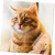 ZenPets Peigne de toilettage pour animaux ZenPets Peigne de toilettage pour animaux