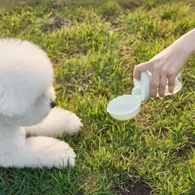 ZenPets Bouteille d'eau pour chien