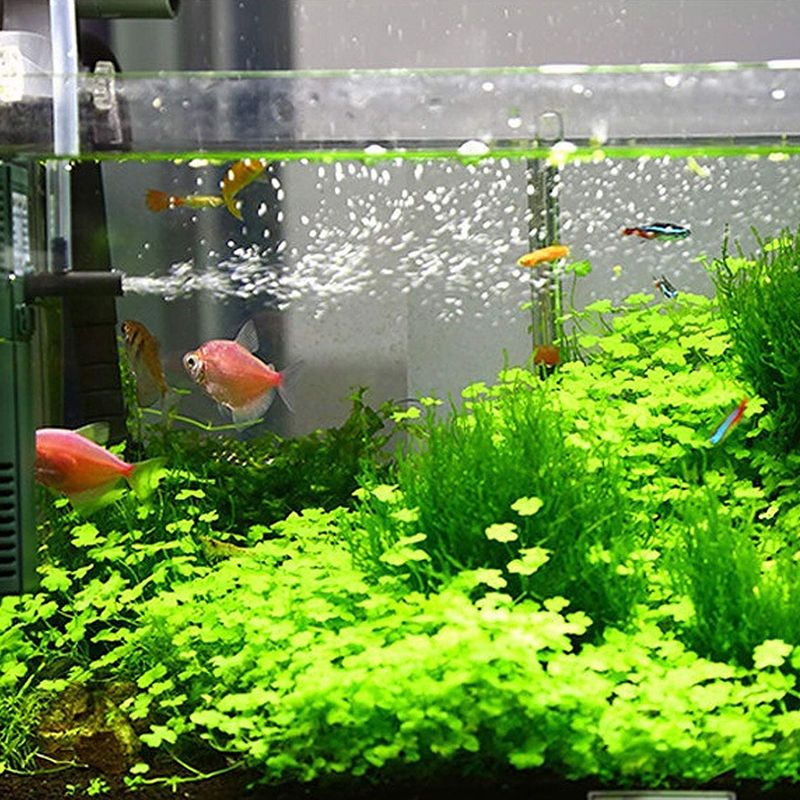 Filtre intégré pour aquarium à poissons220V