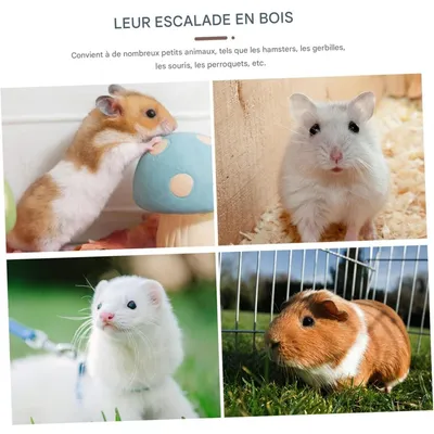 ZooVenture Nid D'oiseau En Noix De Coco Avec Échelle Jouet Pour Oiseaux