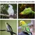 ZooVenture Deux Perchoirs À Ventouse Pour Oiseaux