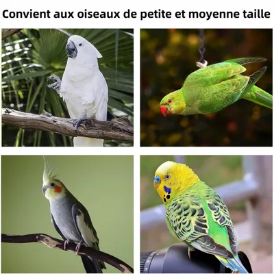 ZooVenture Deux Perchoirs À Ventouse Pour Oiseaux
