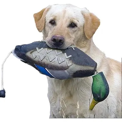 UAMLY Jouet pare-chocs en forme de canard pour dresser les chiens