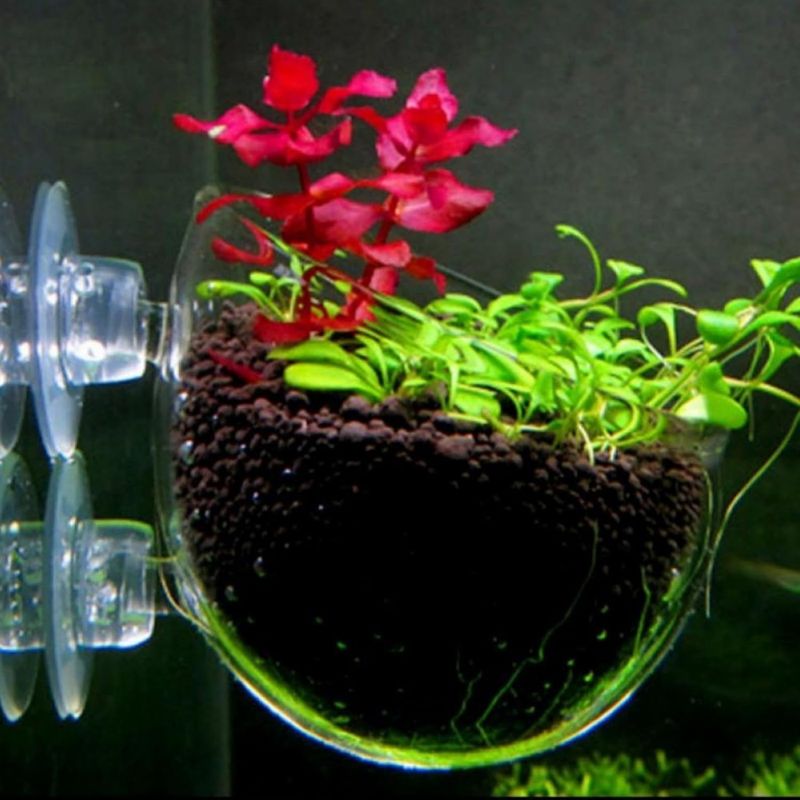 ZooVenture Lot De 4 Pots En Verre Pour Plantes Aquatiques Avec 8 Ventouses
