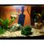 ZooVenture Lot De 4 Pots En Verre Pour Plantes Aquatiques Avec 8 Ventouses
