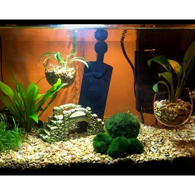 ZooVenture Lot De 4 Pots En Verre Pour Plantes Aquatiques Avec 8 Ventouses