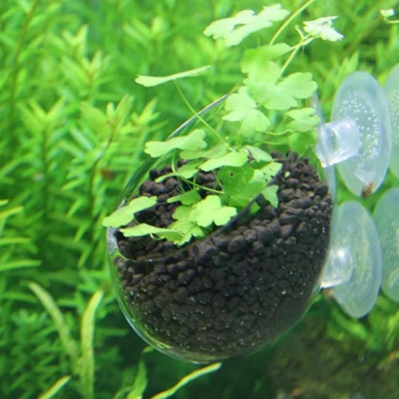 ZooVenture Lot De 4 Pots En Verre Pour Plantes Aquatiques Avec 8 Ventouses