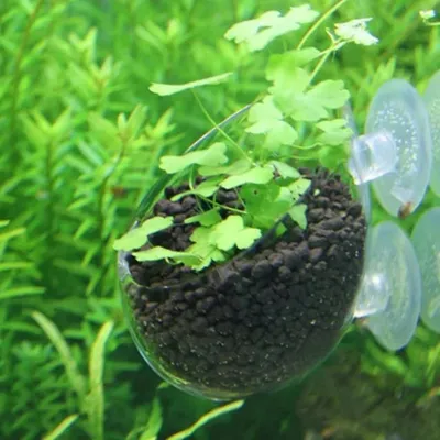 ZooVenture Lot De 4 Pots En Verre Pour Plantes Aquatiques Avec 8 Ventouses