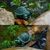 Statue de Tortue en Pierre | Décoration d'aquarium