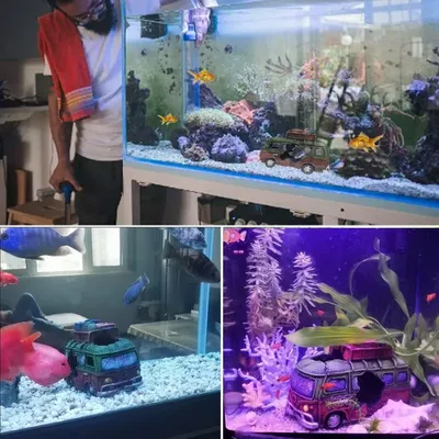 ZooVenture Décoration Pour Aquarium En Polyrésine Non Toxique