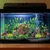 Aquarium Decoration Plante
