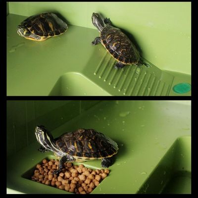 ZooVenture Plateformes De Prélassement Et D'escalade Pour Tortues