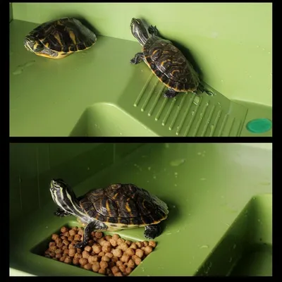ZooVenture Plateformes De Prélassement Et D'escalade Pour Tortues