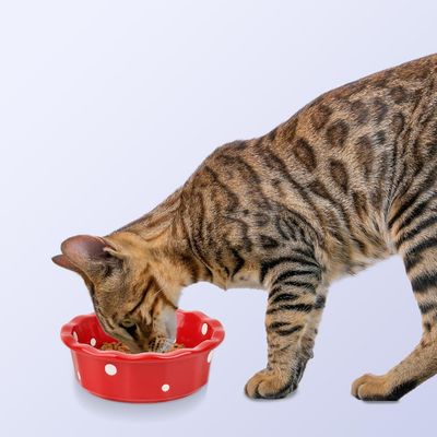 UAMLY Cuenco de cerámica para gatos con lunares