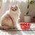 UAMLY Gamelle pour chat en céramique à pois