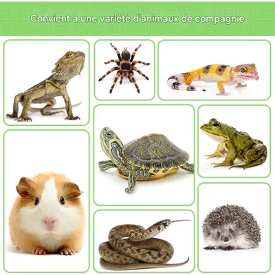 ZooVenture Distributeur De Nourriture Pour Tortues Terrestres