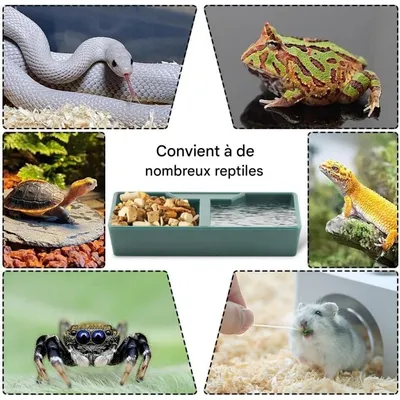ZooVenture Gamelle 2 Compartiments Vert ABS Pour Reptiles