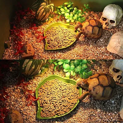 ZooVenture Juego de 2 comederos y bebederos tortugas, lagartos hámsteres