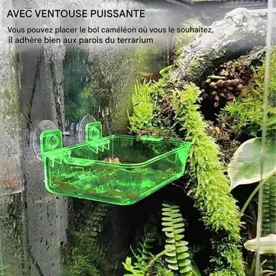 ZooVenture Ventouse Reptile Feeder Eau Bol Pour Tortue Gecko