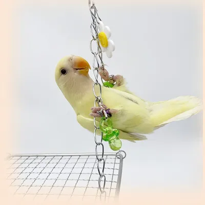 FurryFusion Hamac pour perroquet