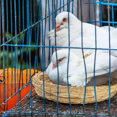 ZenPets Nids d'oiseaux en paille tissée