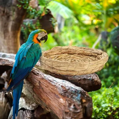 ZenPets Nids d'oiseaux en paille tissée