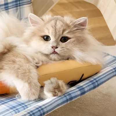 FurryFusion Jouet de chat en forme de poisson à menthe