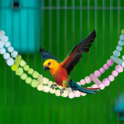 ZenPets Pont échelle pour oiseaux
