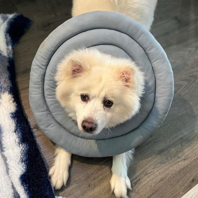 LovuPet Collier élisabéthain pour la convalescence des petits chiens