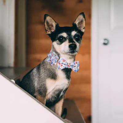 KPYTE Collier nœud papillon pour chien