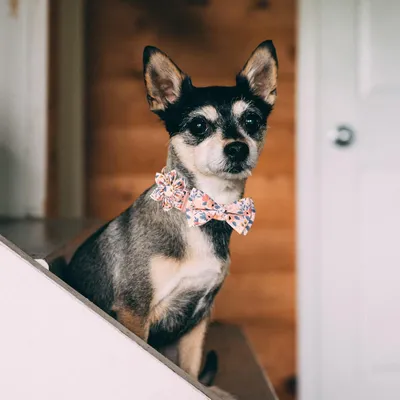 KPYTE Collier nœud papillon pour chien