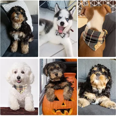 KPYTE Ensemble collier pour chien, bandana triangulaire et laisse