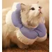 ZENITHMIND - Collier de Protection Elizabeth pour Chats