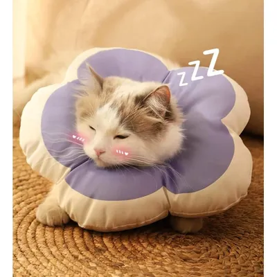 ZENITHMIND - Collier de Protection Elizabeth pour Chats ZENITHMIND - Collier de Protection Elizabeth pour Chats