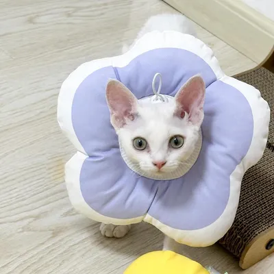 ZENITHMIND - Collier de Protection Elizabeth pour Chats ZENITHMIND - Collier de Protection Elizabeth pour Chats