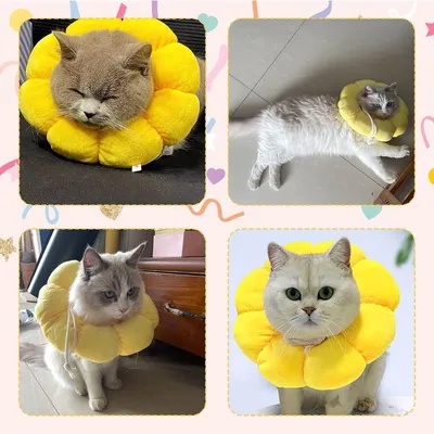 ZENITHMIND Tournesol doux pour la récupération de chat
