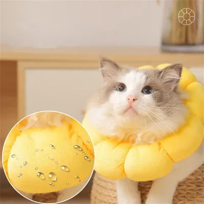 ZENITHMIND Tournesol doux pour la récupération de chat