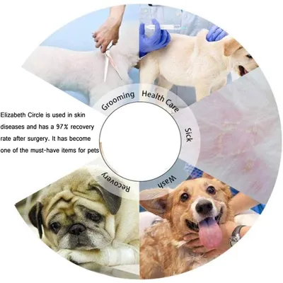 ZENITHMIND Collier Conique pour Chien ZENITHMIND Collier Conique pour Chien