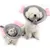 ZENITHMIND Collier Conique pour Chien ZENITHMIND Collier Conique pour Chien