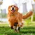 Doppelseitige, rutschfeste Hundesocken Doppelseitige, rutschfeste Hundesocken