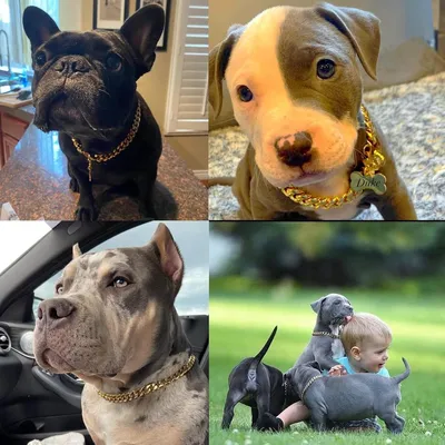 ZENITHMIND Collier pour Chien Solide en Acier